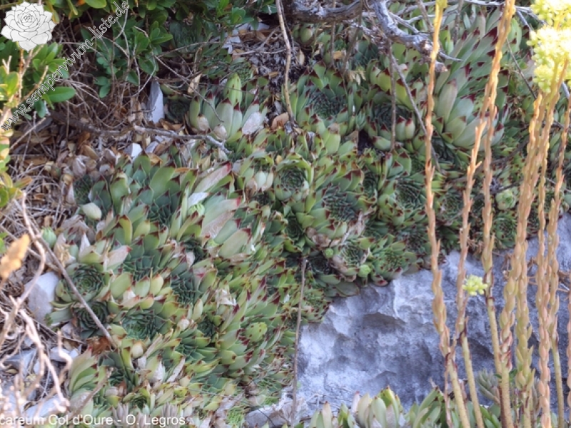 calcareum from Col d'Oure 5