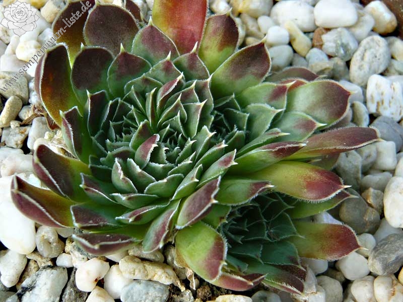 heuffelii from Trigrad Gorge