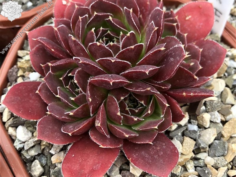 Korspelse Hjordis / Jovi