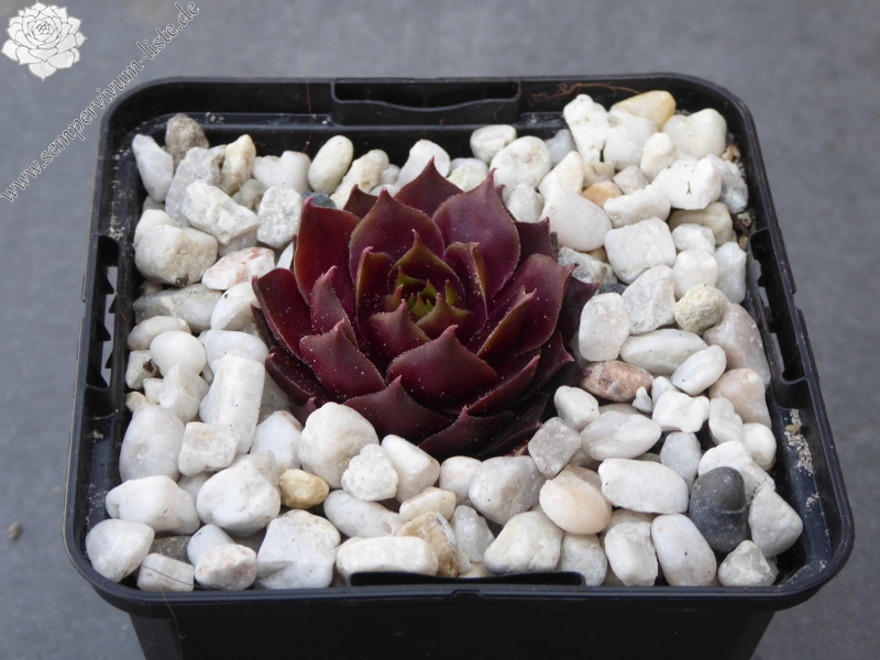 Korspelse Irini Dimitra