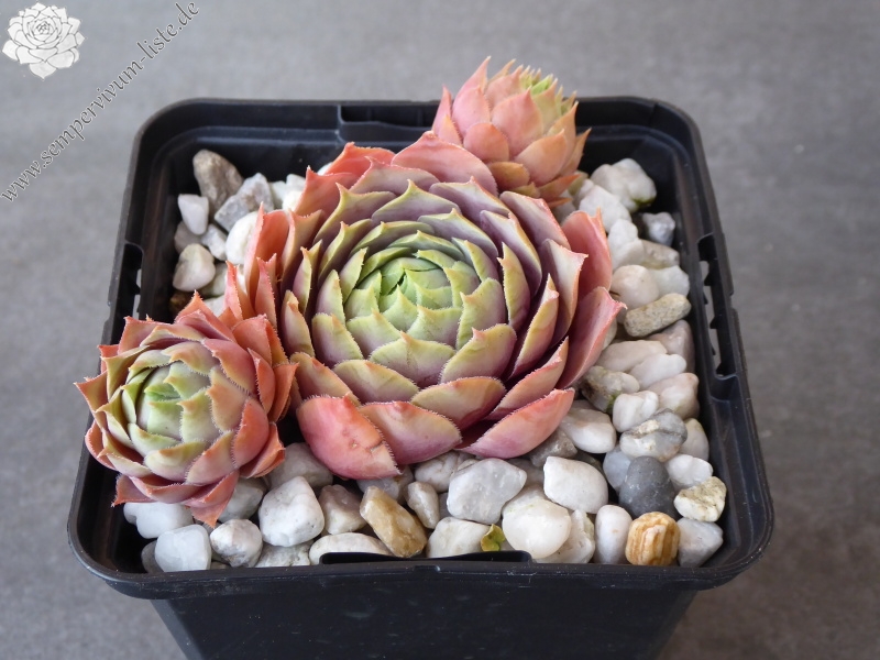 Korspelse Irini Dimitra