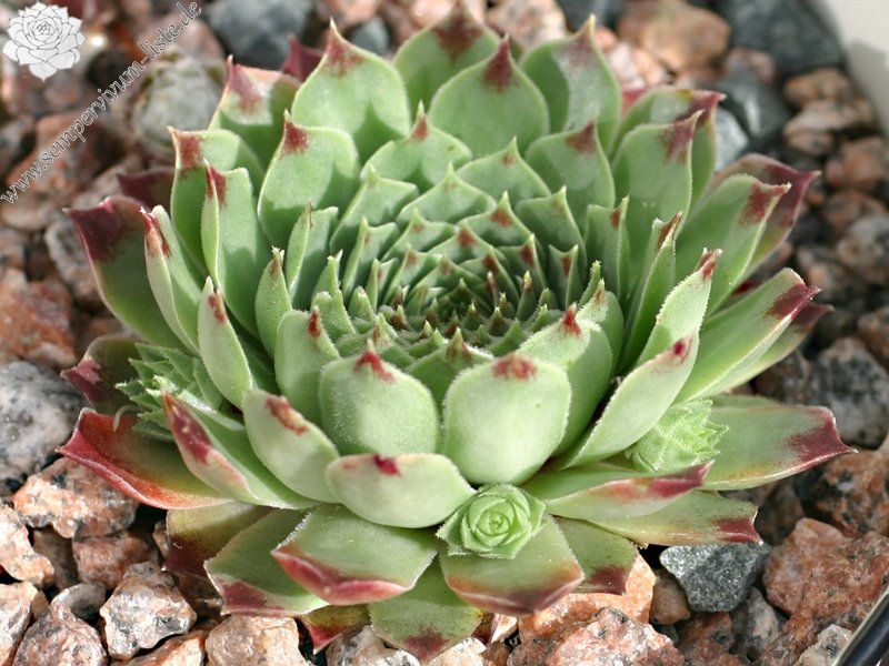 calcareum from Triora