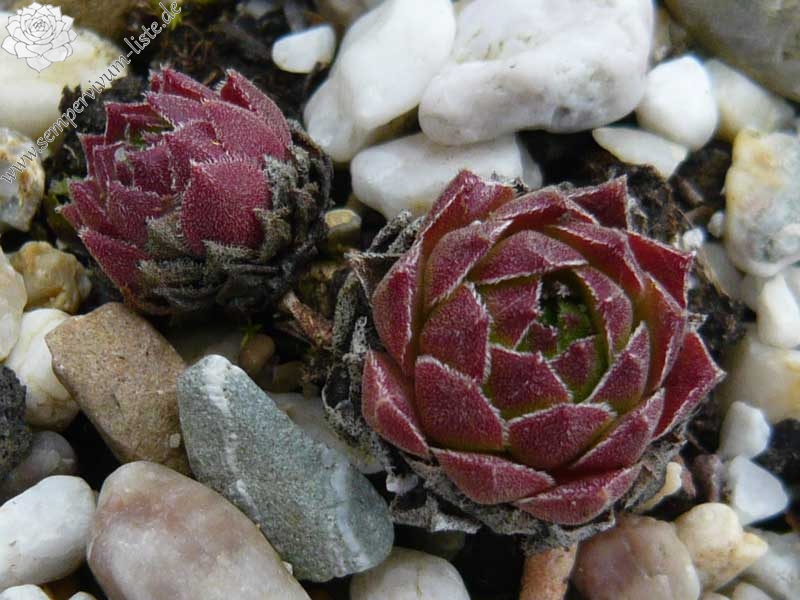 cantabricum ssp. guadarramense (gredosense) from Portilla del Rey