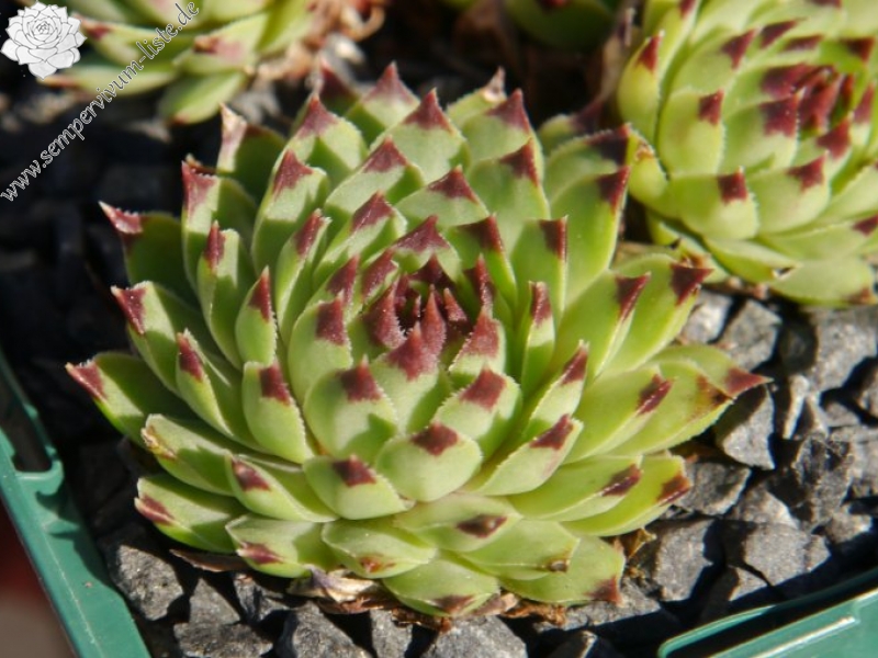 calcareum from Alpes Maritimes 7