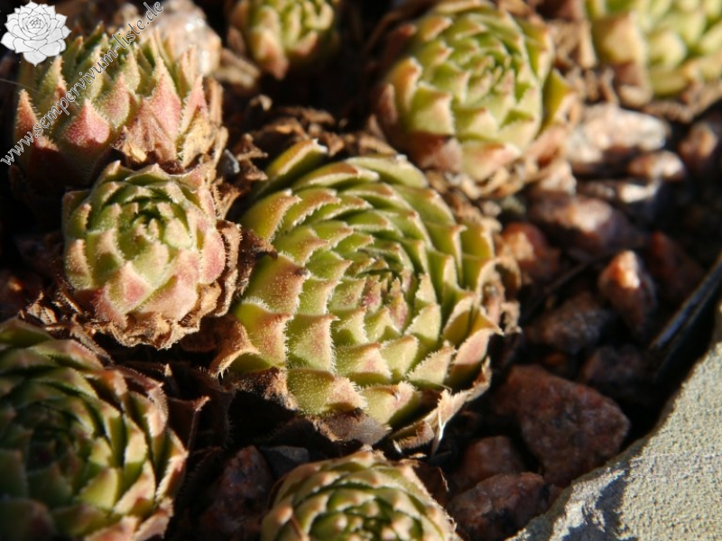 cantabricum (vicentei) from Picos de Urbion