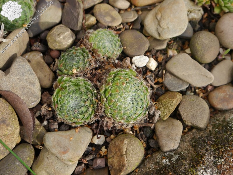 ciliosum from Ali Botusch