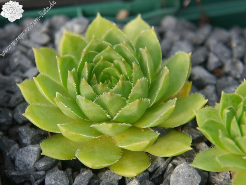 glabrifolium cf. from Mt. Aragac (Typ PH8008)