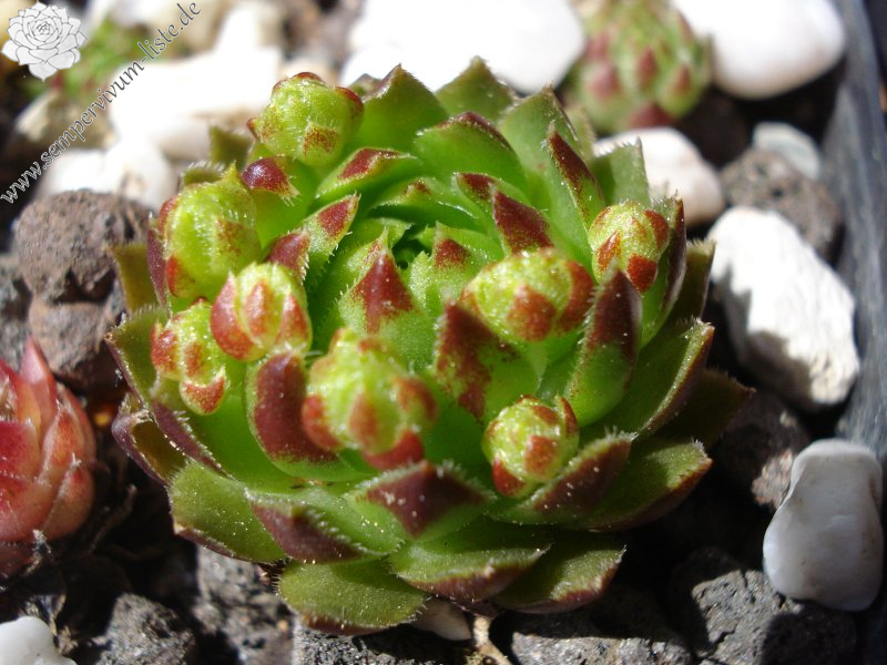 globiferum ssp. globiferum from Sümeg