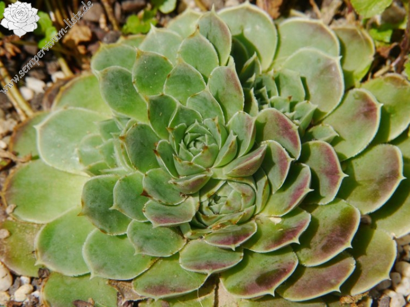 heuffelii from Olymp