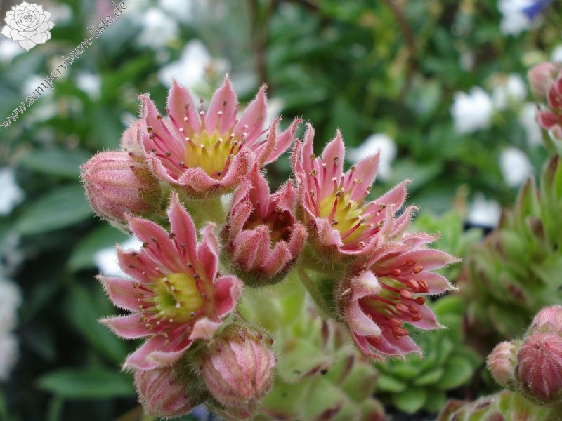 cantabricum ssp. cantabricum from Bulnes