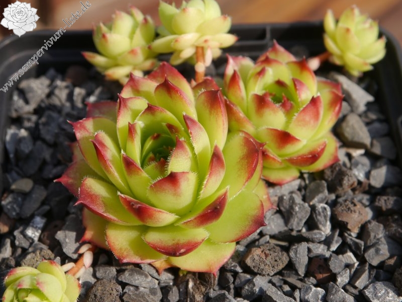 caucasicum from Tscheget