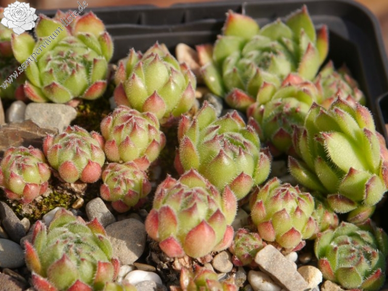 caucasicum (gracile)