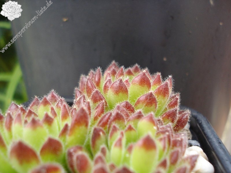 leucanthum from Pastra