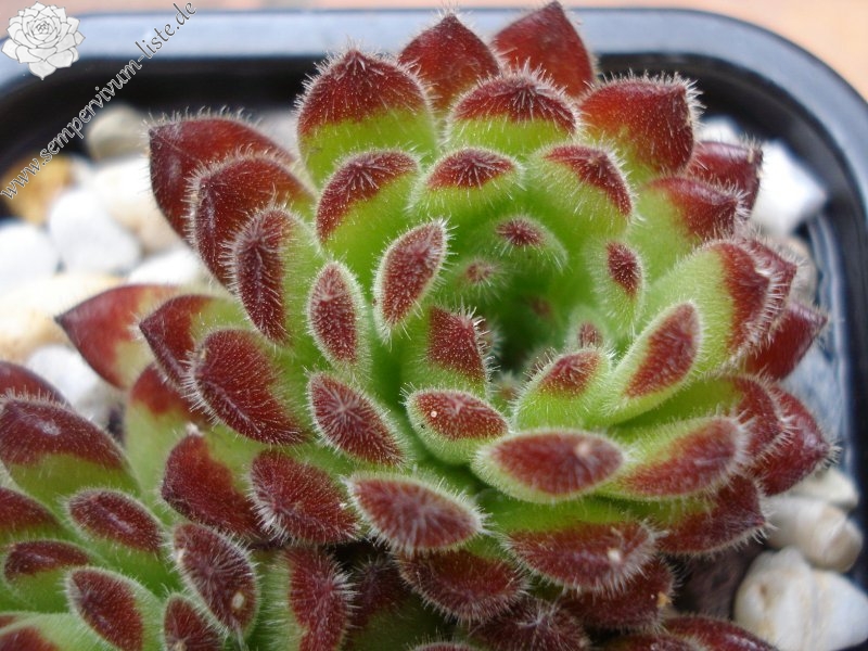 leucanthum from Pastra