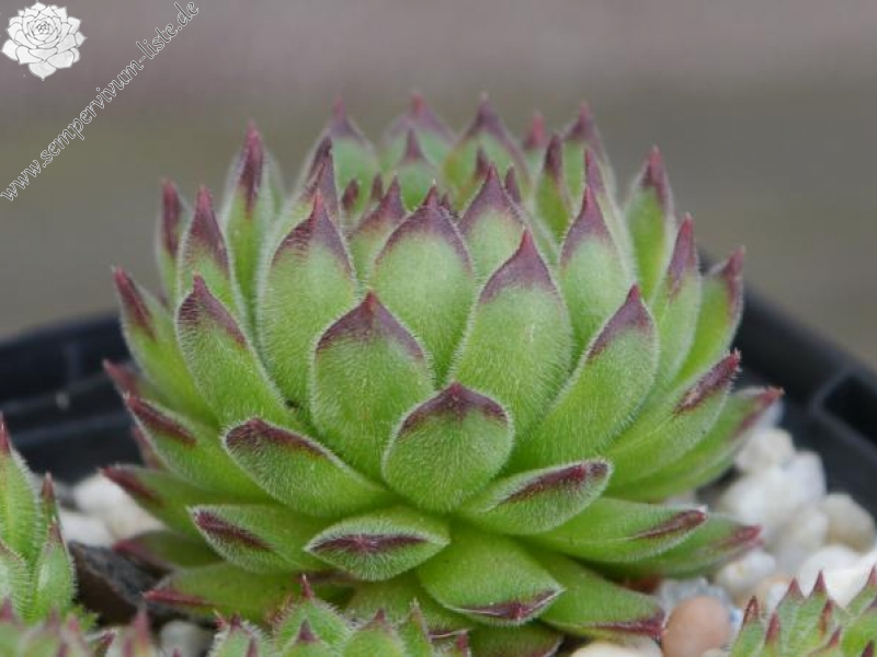 leucanthum from Koprivnik