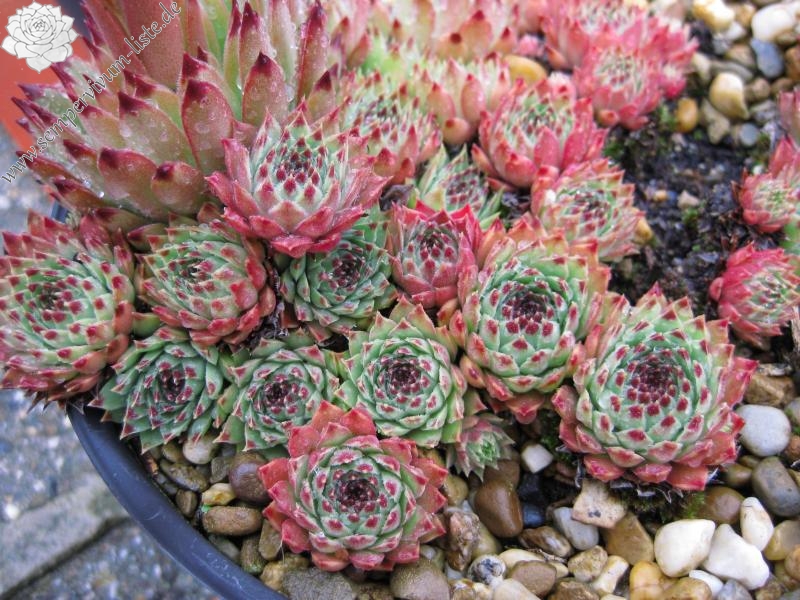 calcareum from Céüse (Typ nanus) 3