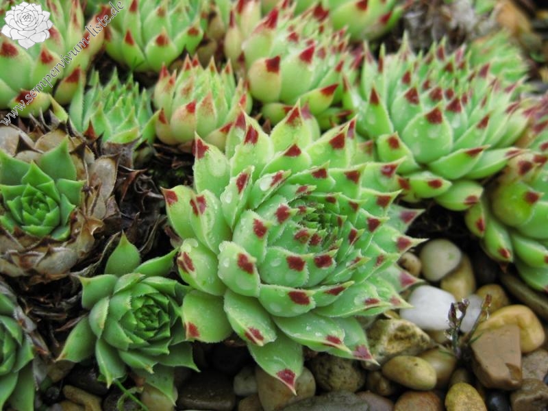 "calcareum (""pale form"") 4