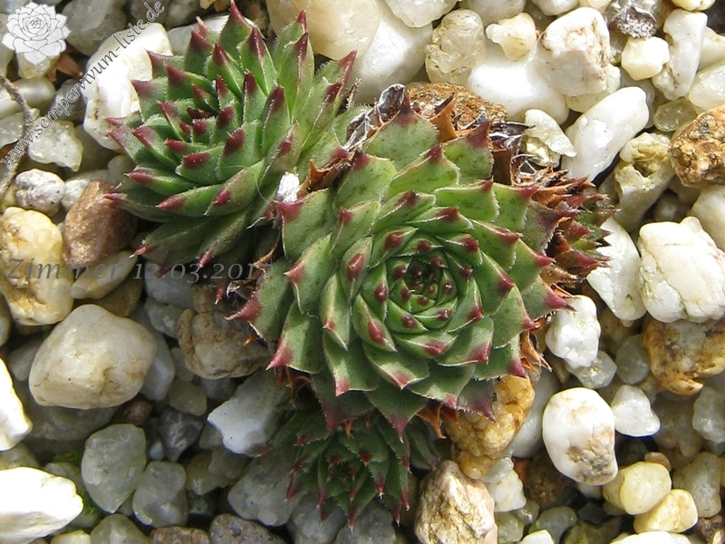 calcareum from Col Bayard, 1430m 2