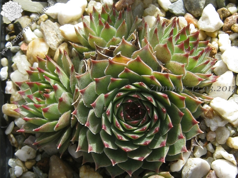 calcareum from Col Bayard, 1650m 3