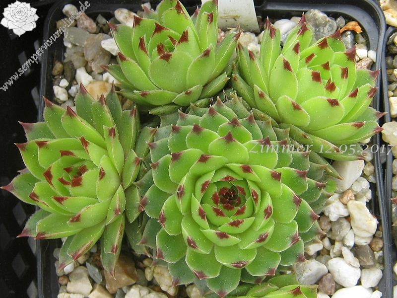 calcareum from Col Bayard, 1650m 1