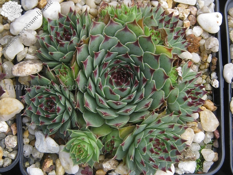 calcareum from Gorges sup. du Cians