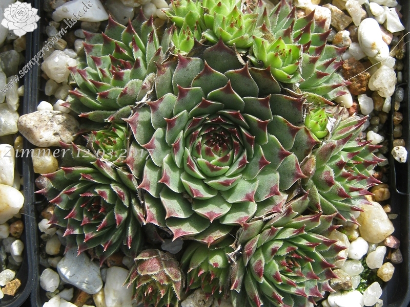 calcareum from Gorges sup. du Cians