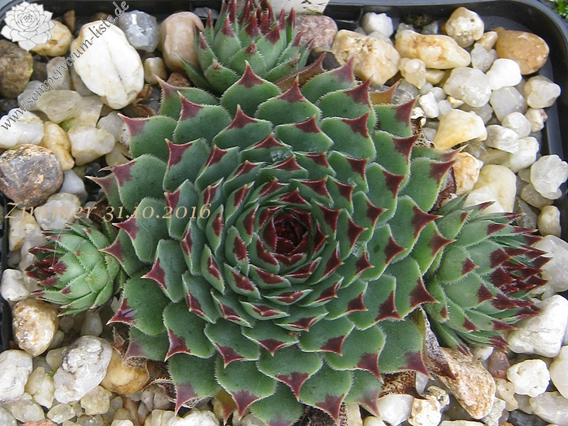 calcareum from Grasse