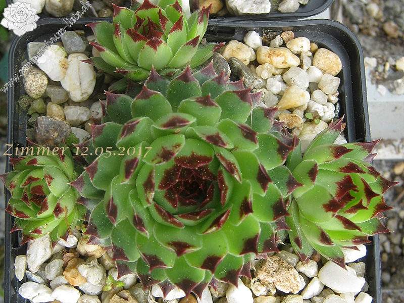 calcareum from Grasse