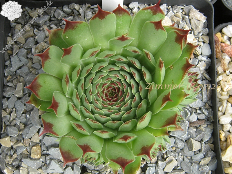 calcareum from Grasse