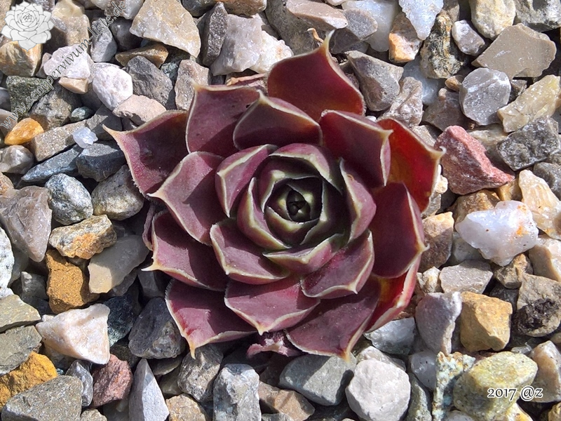 Korspelse Beyle / Jovi