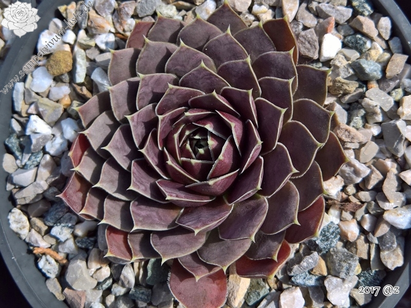 Korspelse Bloeme / Jovi