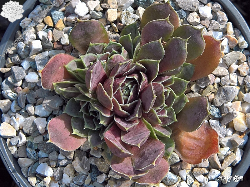 Korspelse Fannelle / Jovi