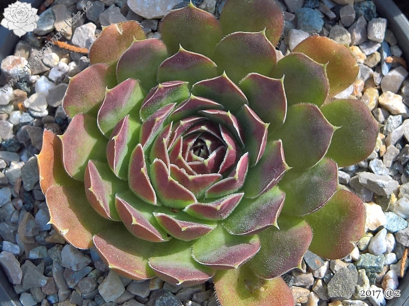 Korspelse Giola / Jovi