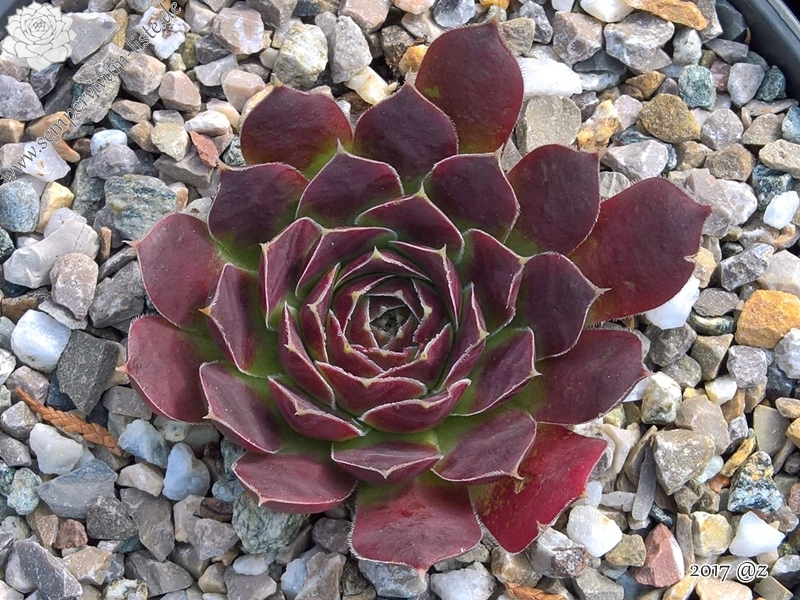 Korspelse Helonse / Jovi