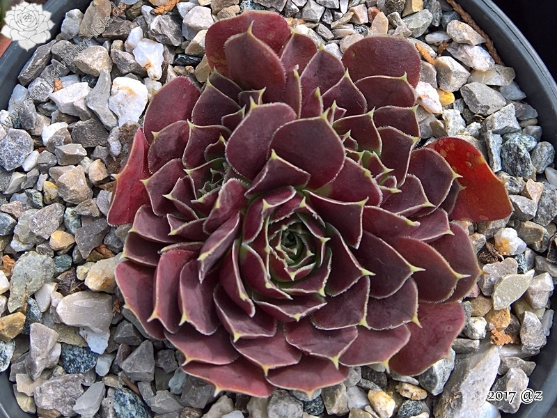 Korspelse Hjordis / Jovi