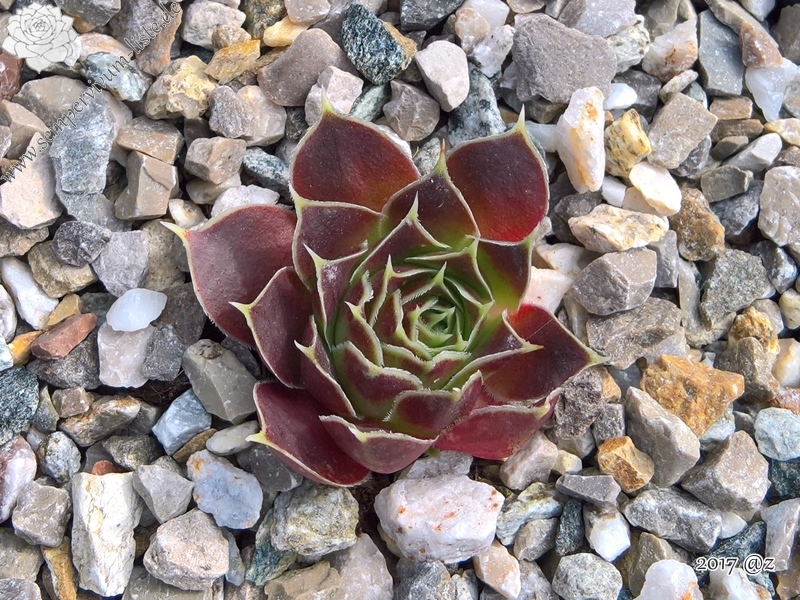 Korspelse Hogla / Jovi