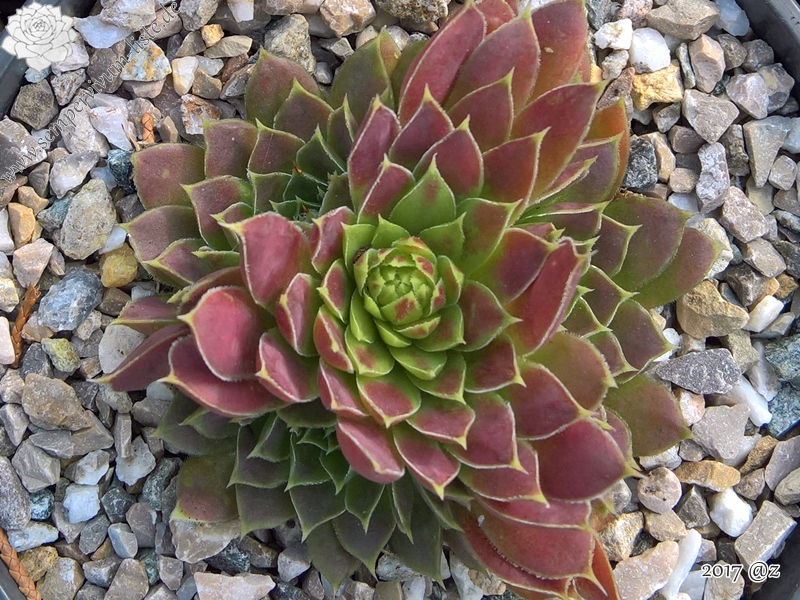 Korspelse Jaike / Jovi