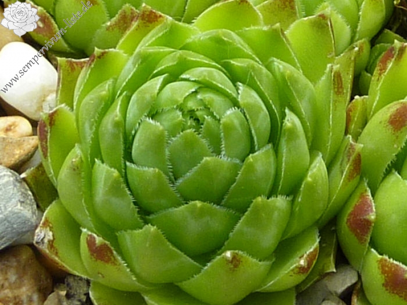 globiferum ssp. hirtum from Aggtelek