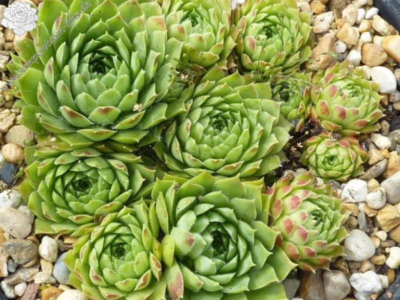 heuffelii x globiferum ssp. allionii from Aione