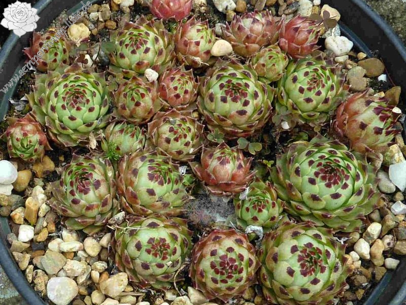 calcareum from Route d'Annot