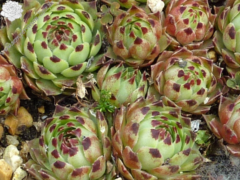 calcareum from Route d'Annot