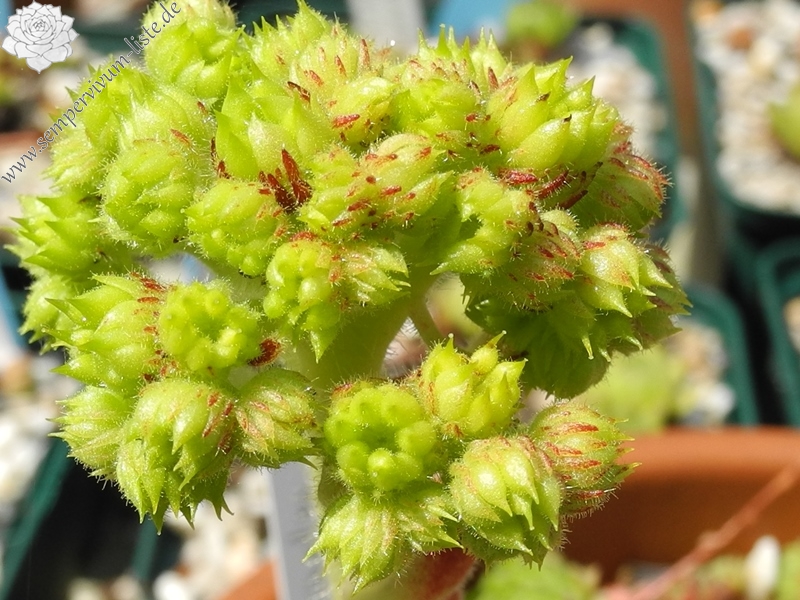ciliosum ssp. octopodes (apetalum)