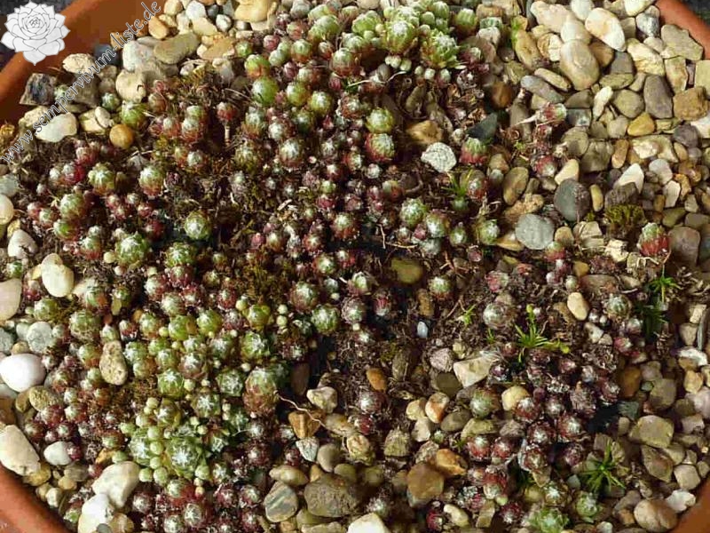 arachnoideum from Kalsertal