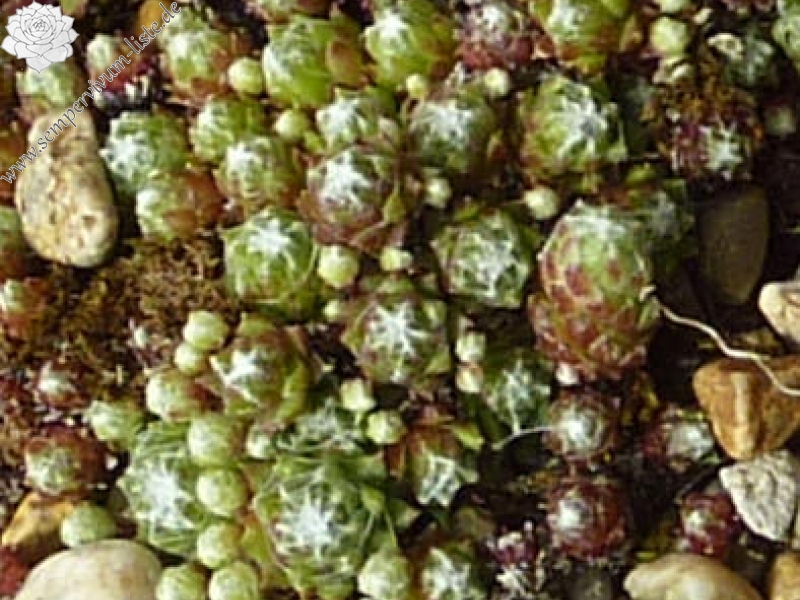 arachnoideum from Kalsertal