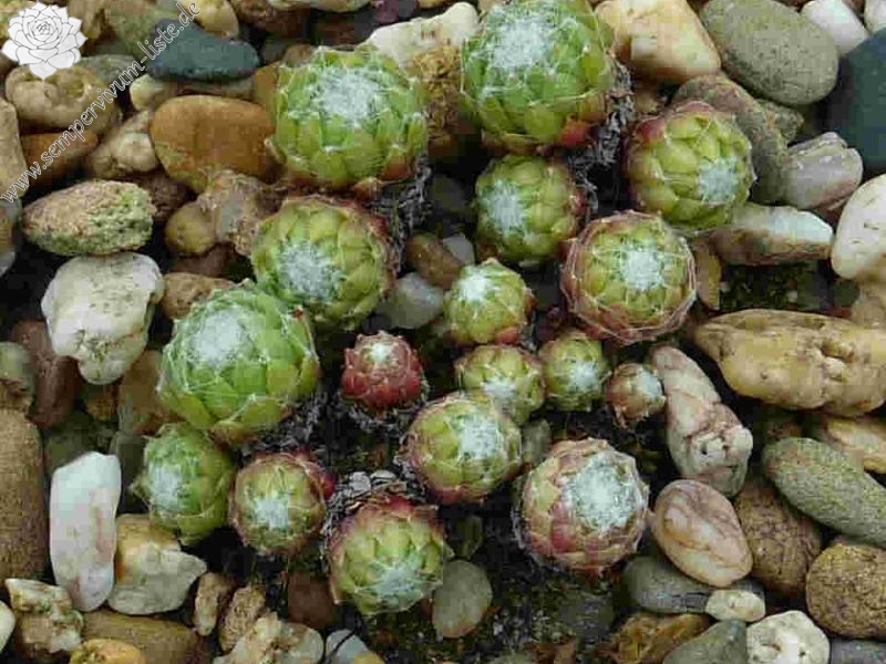 arachnoideum from La Bernarde