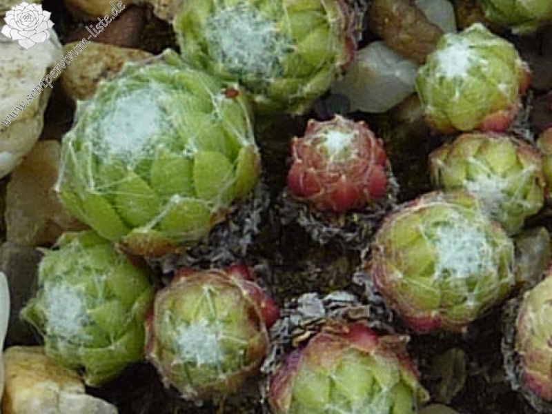 arachnoideum from La Bernarde