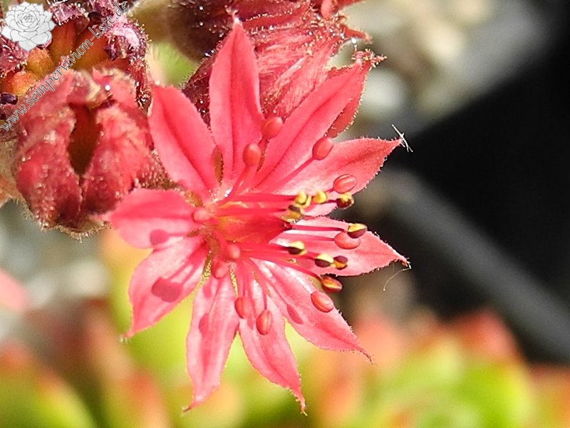 arachnoideum from Lagalb