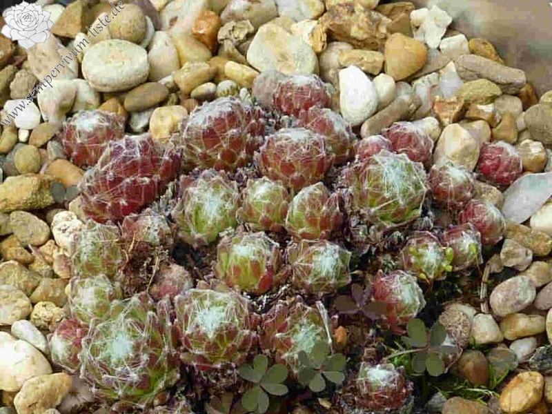 arachnoideum from Lagalb