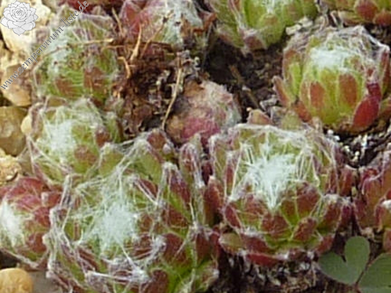 arachnoideum from Lagalb