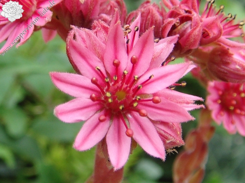 arachnoideum from Latscher Sonnenberg